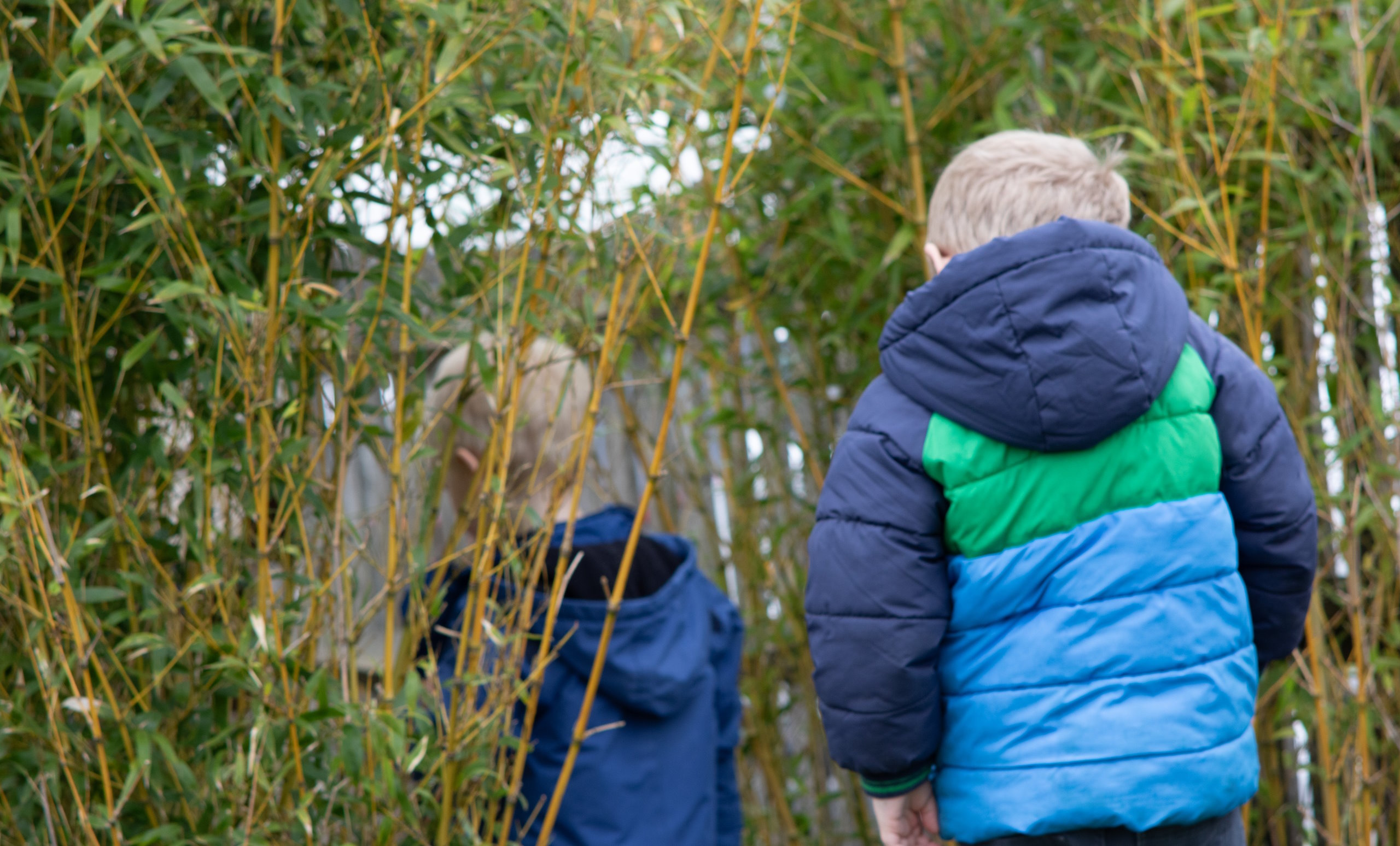Two children in puffer jackets exploring a tall bamboo grove